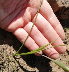 Gladiolus ceresianus