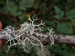Evernia prunastri