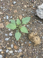 Rhamphospermum arvense