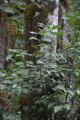 Alnus rubra
