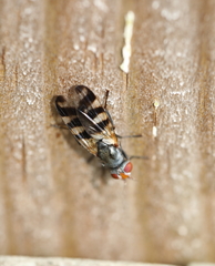 Ceroxys urticae