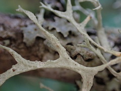 Evernia prunastri