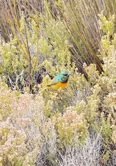 Anthobaphes violacea