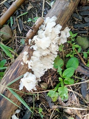 Favolus brasiliensis