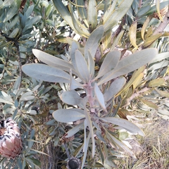 Protea laurifolia