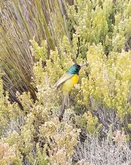 Anthobaphes violacea