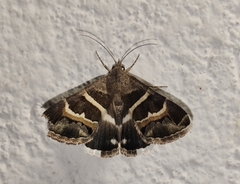 Grammodes stolida