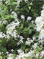 Clematis flammula