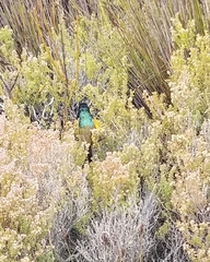 Anthobaphes violacea