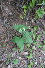 Heliotropium macrostachyum