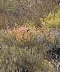 Anthobaphes violacea