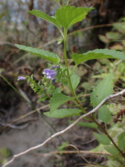 Scutellaria galericulata