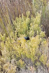 Anthobaphes violacea