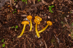 Gloioxanthomyces nitidus