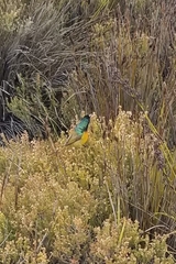 Anthobaphes violacea