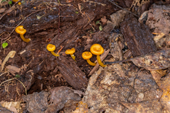Gloioxanthomyces nitidus
