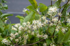 Clematis vitalba