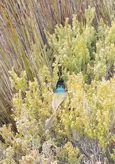 Anthobaphes violacea