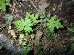 Pentagramma triangularis