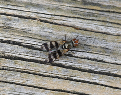 Ceroxys urticae