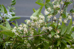 Clematis vitalba