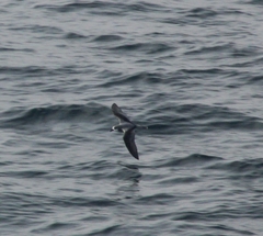 Pterodroma defilippiana