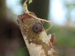Jackrogersella multiformis