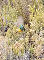 Anthobaphes violacea