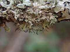 Physcia tenella