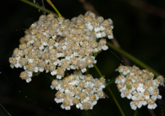 Achillea nobilis