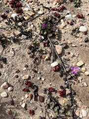 Braunsia maximilianii