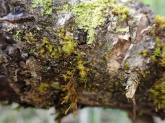 Scytinium polycarpum