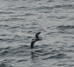 Pterodroma defilippiana