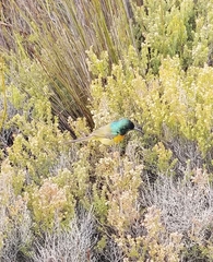 Anthobaphes violacea