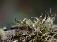 Physcia tenella