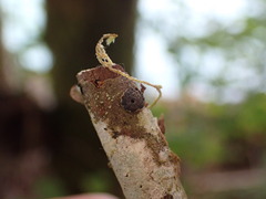 Jackrogersella multiformis