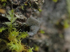 Scytinium polycarpum