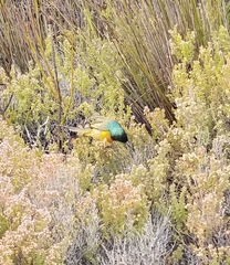 Anthobaphes violacea