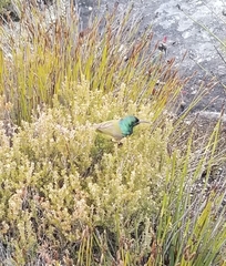 Anthobaphes violacea