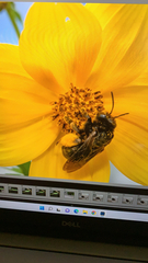 Melissodes bimaculatus