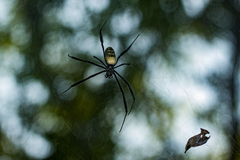 Trichonephila fenestrata