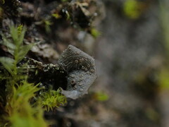 Scytinium polycarpum