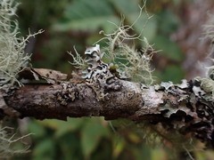 Tremella