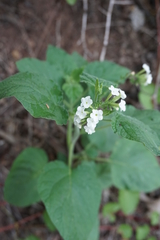 Heliotropium macrostachyum