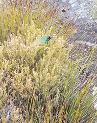 Anthobaphes violacea