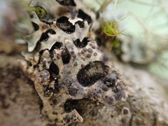 Tremella