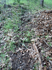 Odocoileus hemionus columbianus