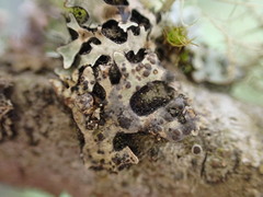Tremella