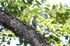 Melanerpes hoffmannii