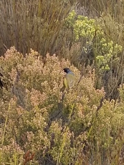 Anthobaphes violacea